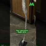 Як перевозити саджанці у столичному метро: правила