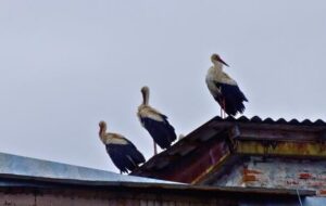 Білі лелеки повернулися до Чорнобиля після 20 років