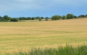 Державі повернули понад 500 га особливо цінних земель НААН