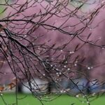 Холод і нічні заморозки: якою буде погода у найближчі дні