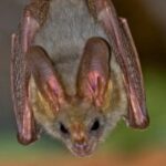 Коронавірус кажанів мутує для нових спроб зараження людей – вчені