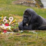 Найстаріша горила світу відсвяткувала 69-річчя