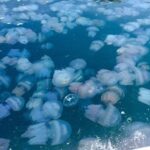 Росіяни виловлюватимуть медуз для “харчових цілей”