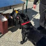 Службовий пес допоміг знайти близько 4 млн у багажі жительки Закарпаття