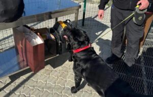 Службовий пес допоміг знайти близько 4 млн у багажі жительки Закарпаття