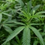 У Болгарії викрили підземну плантацію канабісу