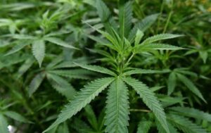 У Болгарії викрили підземну плантацію канабісу