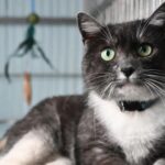 У Львові в тестовому режимі запрацював Банк крові для котів