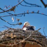 У знаменитих лелек Грицика і Одарки поповнення