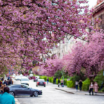 Ужгород знову став рожевим містом: сезон цвітіння сакур вражає