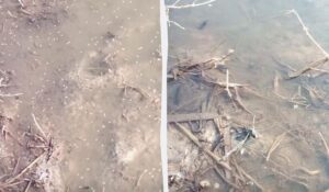 В Одеській області зафіксовано мільярди комарів