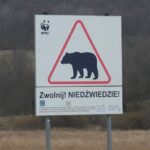 В Польщі на кордоні з Україну ведмідь загриз жінку