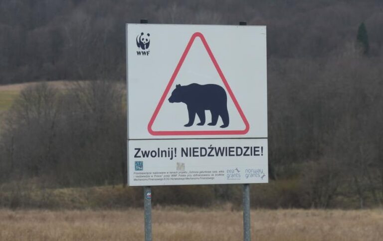 В Польщі на кордоні з Україну ведмідь загриз жінку