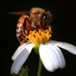 Вчені довели, що бджоли вміють рахувати