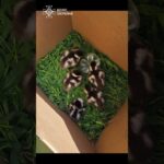 5 пухнастих екстремалів нарешті знайшли маму 🦆❤️