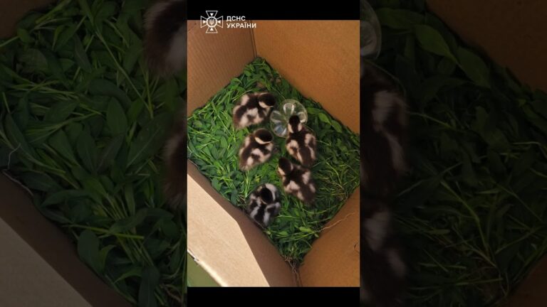 5 пухнастих екстремалів нарешті знайшли маму 🦆❤️