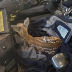 Надзвичайники Київщини врятували двох оленят