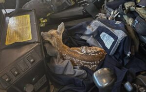 Надзвичайники Київщини врятували двох оленят
