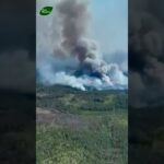 ГОРИТЬ ЛІС, ДО ЯКОГО ЛІСІВНИКИ НЕ МАЮТЬ ДОСТУПУ: на кордоні з рф палає 2400 гектарів лісу