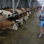 У Росії знову повідомили про масовий забій худоби