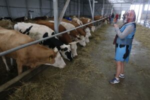 У Росії знову повідомили про масовий забій худоби