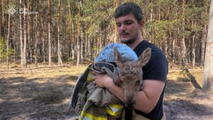 Зі спаленого Чорнобильского лісу врятували лосеня
