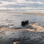 Більша частина населення РФ живе у шкідливому середовищі – розвідка