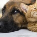 Домашні улюбленці заживуть: що змінить вступ України в ЄС для котів-собак