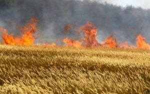 На Миколаївщині горіла пшениця через російські обстріли
