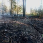 На Житомирщині російські дрони спричинили п&rsquo;ять лісових пожеж