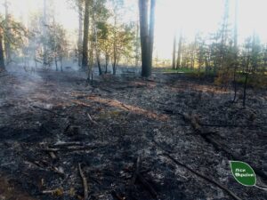 На Житомирщині російські дрони спричинили п&rsquo;ять лісових пожеж