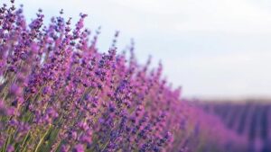 Свята 16 червня 2026: факти, традиції, прикмети