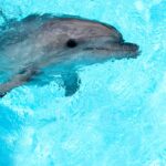У Чорному морі фіксують масову загибель дельфінів