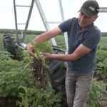 Картопля на зрошенні: як на Черкащині вирощують чипсові сорти в умовах дефіциту вологи