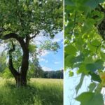 В Україні зацвіло рідкісне тюльпанове дерево