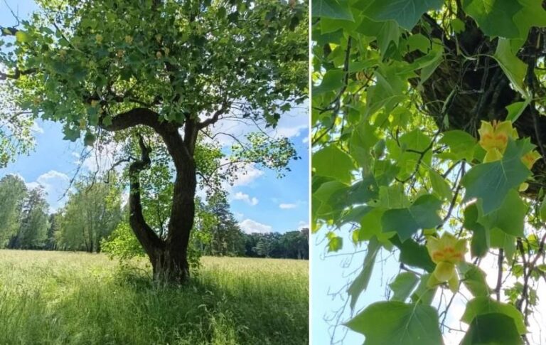 В Україні зацвіло рідкісне тюльпанове дерево