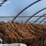 На Тернопільщині викрили підпільне виробництво тютюну