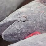 У Росії виявили 500 кг кокаїну у мороженій рибі