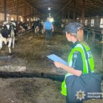 Зникли десятки корів: керівника держпідприємства підозрюють у збитках