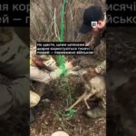 Українські військові рятують тварин у прифронтових зонах