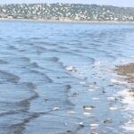 На Одещині масово гине піленгас