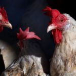 Росіян зобов’язали маркувати курей і звітувати про поголів’я