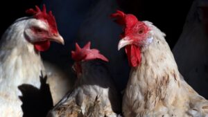 Росіян зобов’язали маркувати курей і звітувати про поголів’я