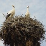 Сотні лелек зібралися в селі на Київщині