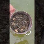 Київськими рибоохоронцями врятовано від браконьєрських раколовок понад 700 раків