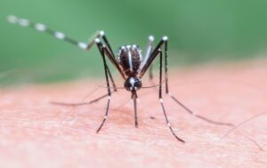 В аеропорту Франкфурта стався спалах малярії: один співробітник помер