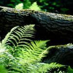 В Україні прогнозують спеку до +31&deg; та локальні грози